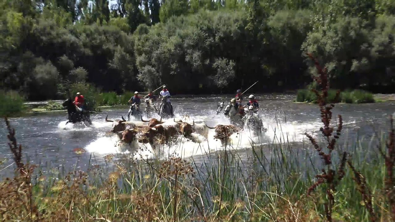 Coria Sanjuanes 2024 Asi empezo , Domingo