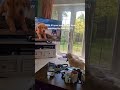 @CartoonforDog Teddy loves your TV #puppylife #dogtv #dogsofyoutube #dog #puppy