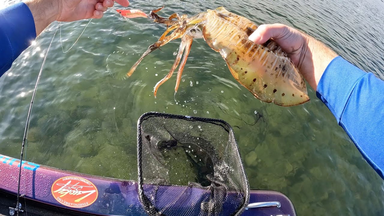 How to catch SQUID in MORETON BAY/ YAMASHITA squid jigs