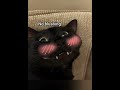 did u win? #funny #cat #blackcat #fyp #viral #catmemes 🐾 #plzsubscribe #fypシviral #cat #catmemesss