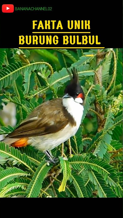 fakta unik burung bulbul, short viral