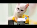 Best of funny PETS - Watch &amp; laugh all day long!