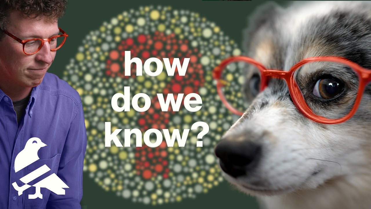Dog vision, explained Dog vision, explained