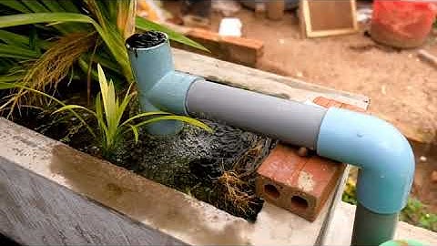 cách trồng dứa và chăm sóc cây dứa hồ koi? #koidepvlog#cáchtrongdưa#cákoi