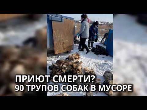 Куча мертвых собак в приюте для животных РИЧ