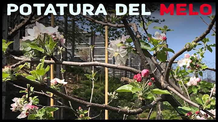 Potatura del Melo