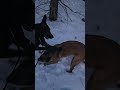 Saturday Snow Day #dog #animals #winter #snow #cold #mountains #shorts #youtube #shortvideo #peace