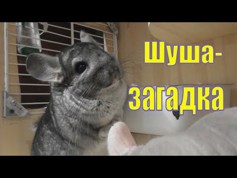 ЗВУКИ ШИНШИЛЛ/ ЕСЛИ