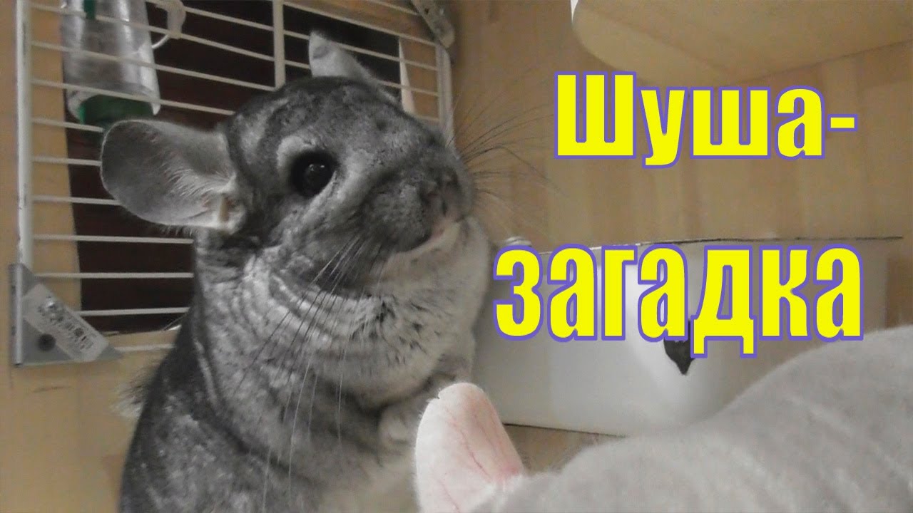 звуки которые издают шиншиллы. звуки шиншилл. шиншилла пищит. звуки шиншилл разговора. недовольная шиншилла.