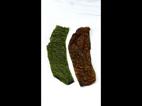 【色の変化が面白い】生ワカメはこうやって食べるのが正解！ / Seaweed Shabu-shabu #shorts