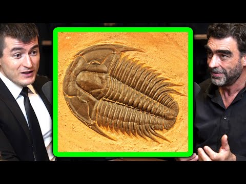 Cambrian Explosion Explained | Nick Lane and Lex Fridman