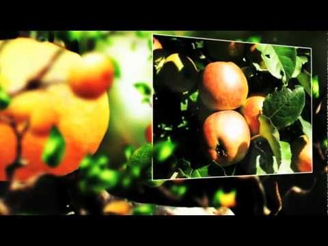 Video: Das Tünchen von Obstbäumen im Herbst ist eine notwendige Voraussetzung für eine ruhige Überwinterung und einen blühenden Frühling