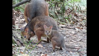 Baby pademelons first day out of mum&#39;s pouch