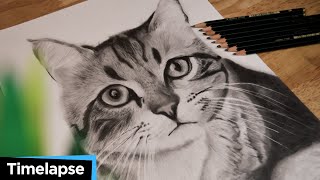 Cat Drawing Timelapse | ATLArtStudio |