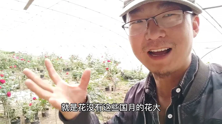每天起早贪黑的，赶快回地里看看月季状态，心里有谱百战百胜 - 天天要闻