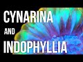 Cynarina and Indophyllia Coral Care Tips