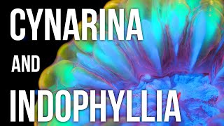 Cynarina and Indophyllia Coral Care Tips