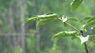 Lluvia En El Campo Con Coqui Puerto Rico (relax) Rain Relajante