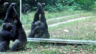 Ghc (Grooming Handclasp) A Social Activity Strengthening Bonds Between Chimpanzees Filmed In Gabon