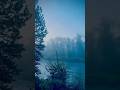 Whispers of the Rainforest 🌧️🌊 #alaskanature #forestmagic #rainsounds #summertime