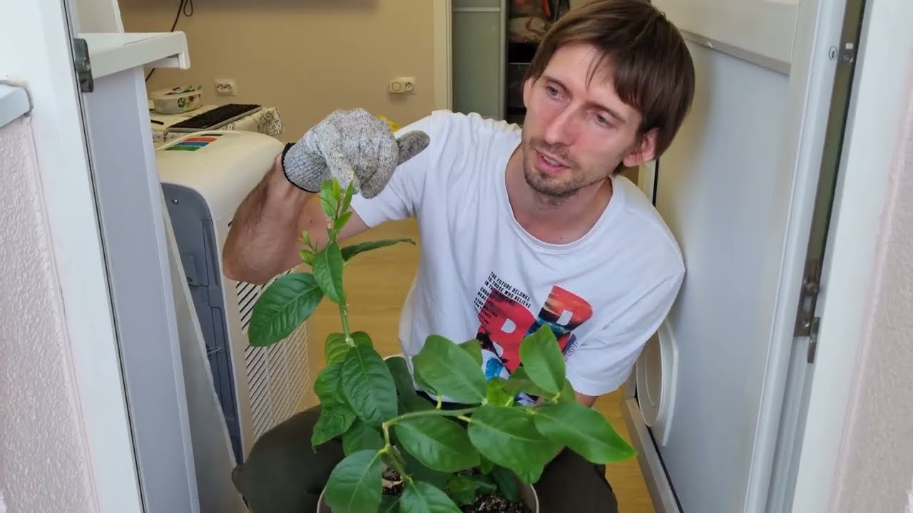 Прививка лимона