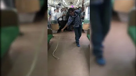 ¿Cómo se puede matar a las serpientes?