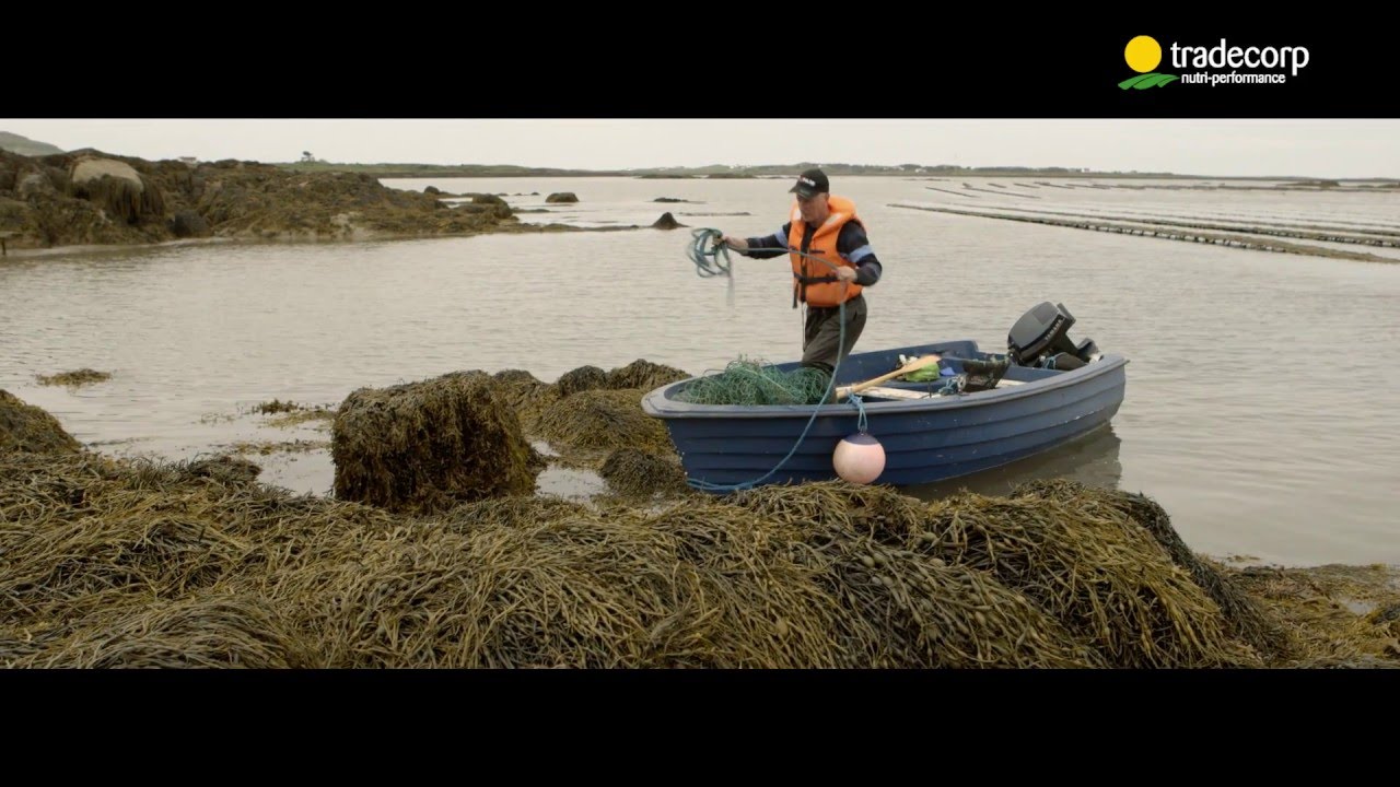 Phylgreen - Beyond nutrition (EN)