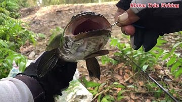 Câu cá lóc Tân Phước Tiền Giang đụng cú táp giữa kênh đóng sướng cái tay