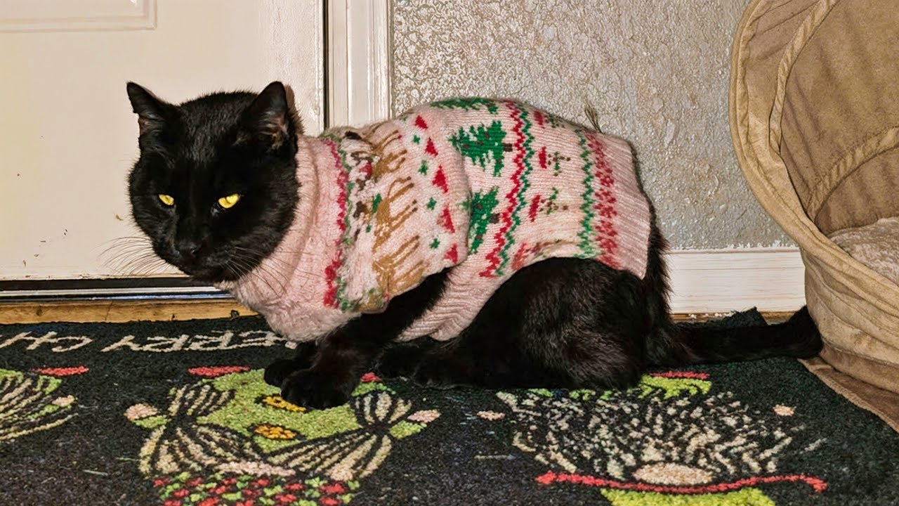 Owners Shocked When Their Cat Comes Home In Strange Sweater