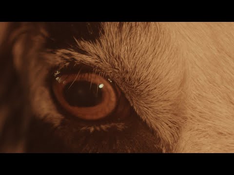 The Wran - Some Say The Devil Is Dead (Official Video)