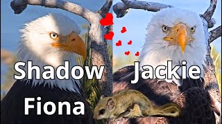 Jackie \& Shadow 🦅🦅❤️, Fiona 🐿️ \& Steller's Jay, Recap 3rd-7th May 2024 Big Bear Valley