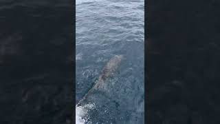 Playful Dolphins Follow Fishing Boat