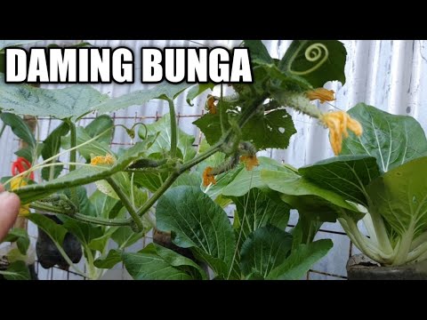 Video: Mga Tip Para sa Pagpapalaki ng mga Pipino: Paano Magtanim ng mga Pipino