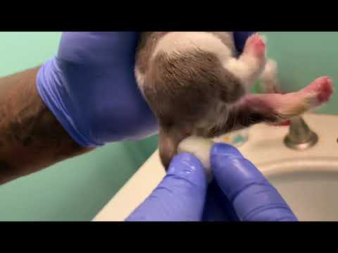 How to Stimulate a newborn Puppy to Poop | How To Care For New Born Puppies