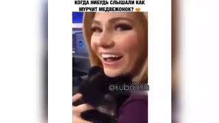 2# Самые лучшие приколы с животными 2019 коты кошк...