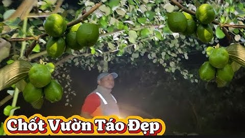 Chốt Kèo Vườn Táo Đêm Siêu Đẹp I Núi Đồi Lục Ngạn