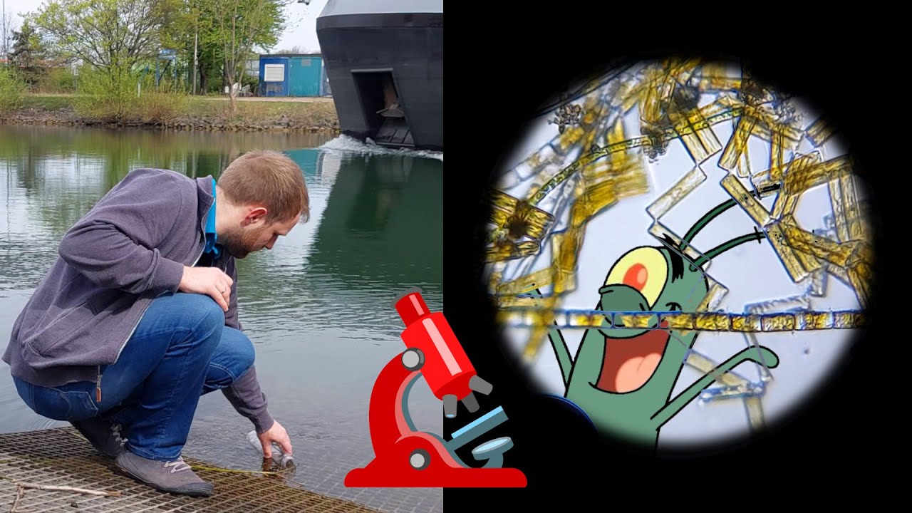 Plankton mikroskopieren mit einfachem DIY-Planktonfilter