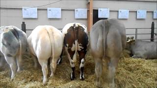 les bovins : la ferme en fête d'alençon 2014