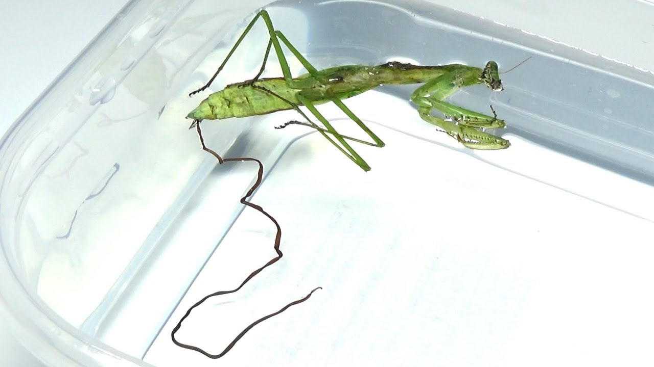 搜索カマキリ相关的youtube红人 Youtube网红搜索工具 Noxinfluencer