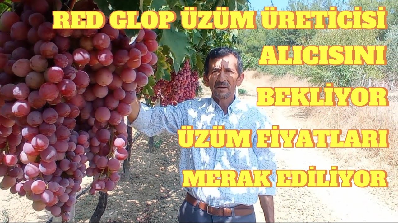 Red Glop üzüm yetiştiriciliği yaparak geçimini sağlıyor. 2024 yılı Üzüm fiyatları. #keşfet #üzüm