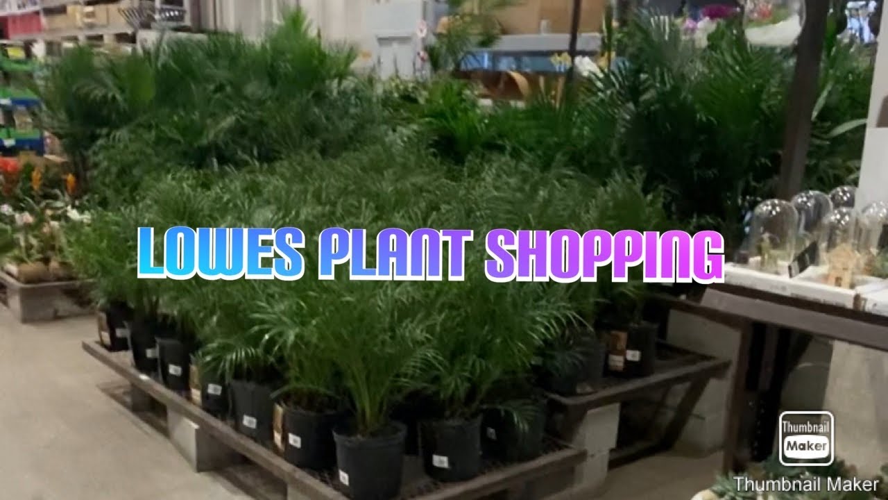 Lowes plant shopping 🛒 😆🌴 YouTube