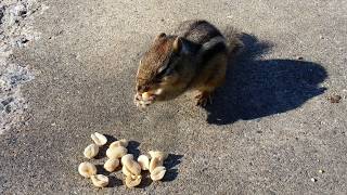 Chipmunk Chip Chip 2020 Wide Screen