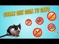 Lo que NO TIENES QUE HACER con tu gato 😾 🚫| Cosas que odia