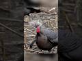 Вблизи и точно #идеальный выстрел по индейке #охота #индейка#hunting#turkey#headshot#viral#shorts