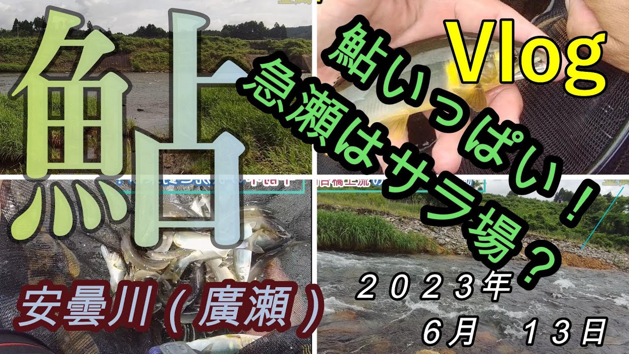 【安曇川廣瀬】鮎いっぱい！急瀬はサラ場？　２０２３．６．１３