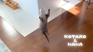 カワウソコタローとハナ　ジャンプしながら光を追っかけるハナ　Otter Kotaro&Hana Chasing Light