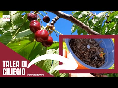 Video: Piantare talee di ciliegio - Come propagare un albero di ciliegio per talea