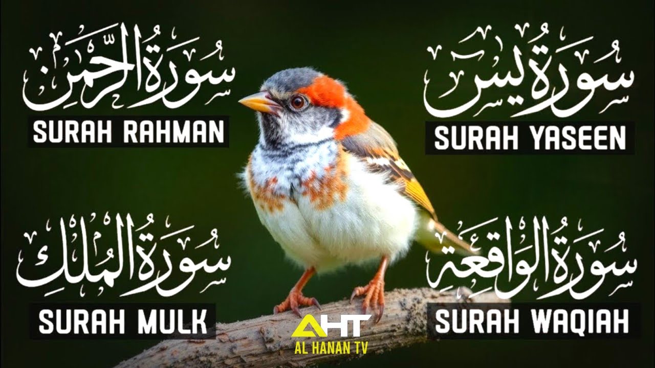 Magical Recitation Surah Yaseen (Yasin) | Surah Rahman | Surah Waqiah | Surah Mulk