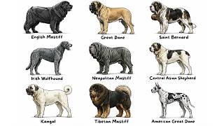 The Biggest Dog Breeds Explained in 4 minutes