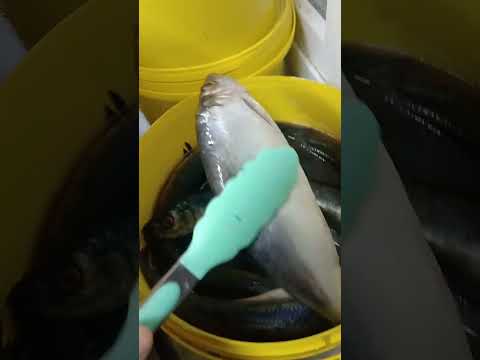 На обзор сельдь атлантическая из магазина светофор